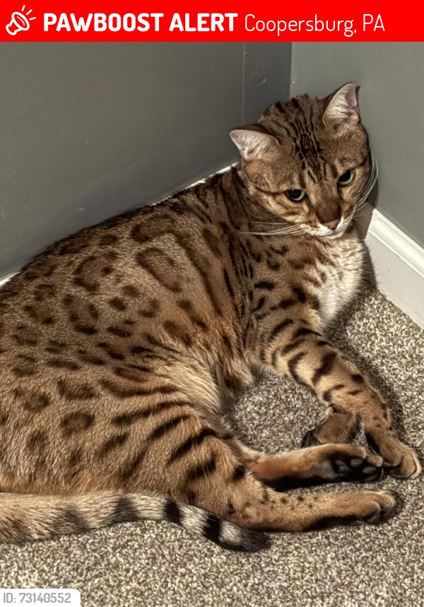 Lost Male Cat last seen Main St.& Liberty Rd Coopersburg, Coopersburg, PA 18036
