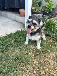 Reunited Male Dog last seen La Habra Heights, CA, USA, La Habra Heights, CA 90631
