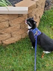 Lost Male Cat last seen Factory Lane, Louisville, KY 40245