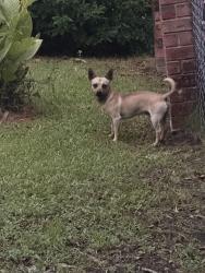 Found/Stray Male Dog last seen Ridgeway drive, Houston, TX 77033