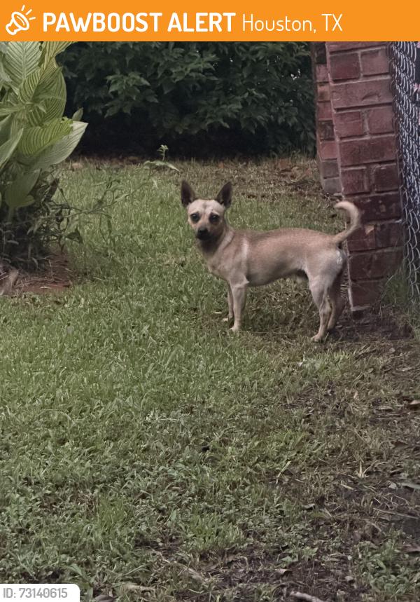 Found/Stray Male Dog last seen Ridgeway drive, Houston, TX 77033