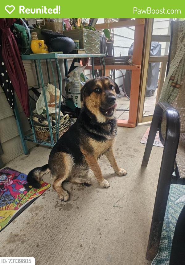 Reunited Male Dog last seen Rocky Ridge Dr, Helena, AL 35080