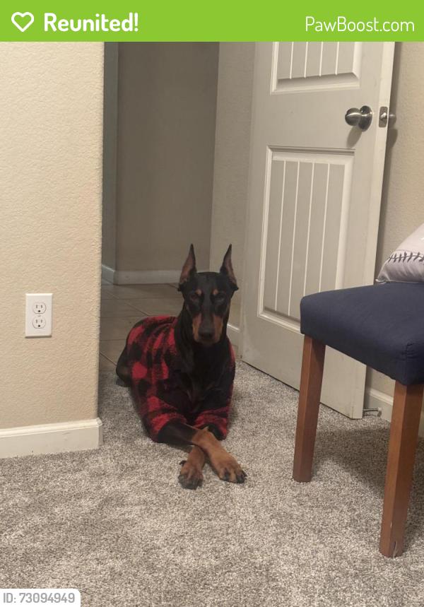 Reunited Female Dog last seen Garfield and Grandland, Fresno, CA 93723