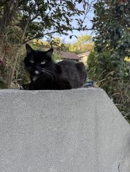 Lost Female Cat last seen Kirby St and Ruby Pl, Los Angeles, CA 90042