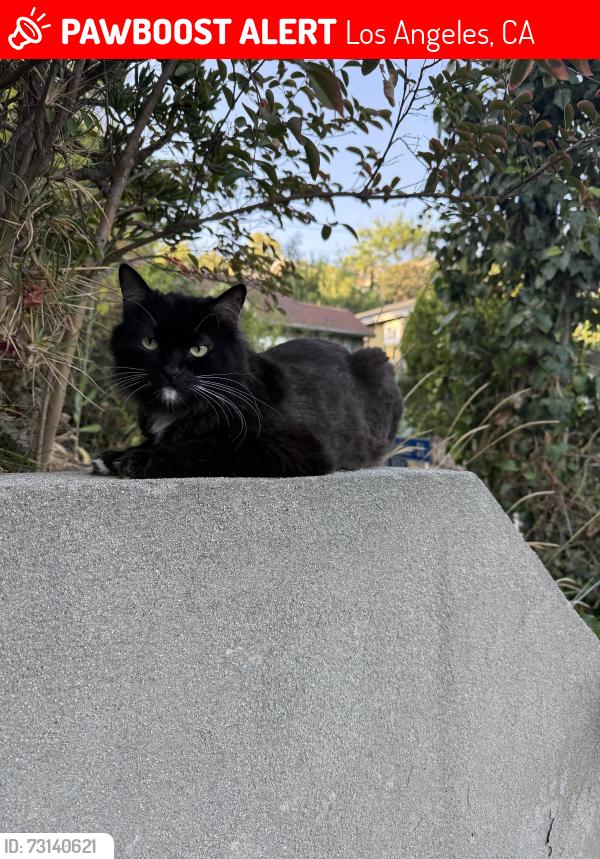 Lost Female Cat last seen Kirby St and Ruby Pl, Los Angeles, CA 90042