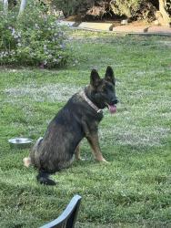 Found/Stray Female Dog last seen Lawton Court, Loma Linda, CA 92354