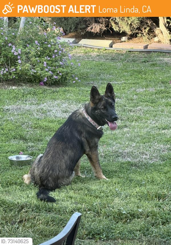 Found/Stray Female Dog last seen Lawton Court, Loma Linda, CA 92354