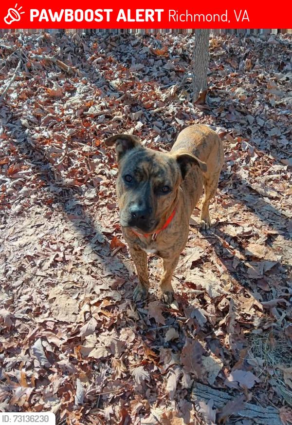 Lost Male Dog last seen Midlothian and Hull Street, Richmond, VA 23225