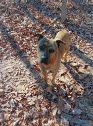 Lost Male Dog last seen Midlothian and Hull Street, Richmond, VA 23225