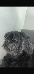 Reunited Male Dog last seen Grand Canyon and russel, Paradise, NV 89118