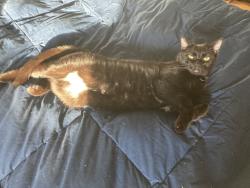 Reunited Female Cat last seen Between M-37 & Collier, Battle Creek, MI 49017