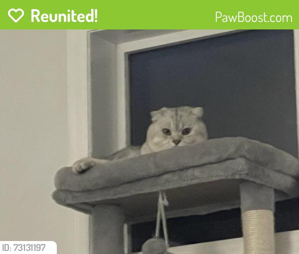 Reunited Male Cat last seen Last seen around Skyview Springs Garden NE, Calgary, AB 
