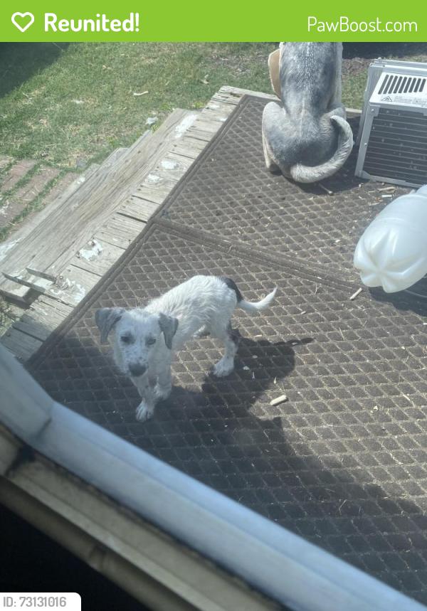 Reunited Female Dog last seen E Bankhead, Aledo, TX 76008
