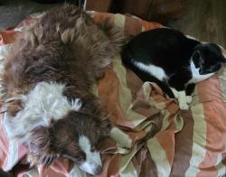 Reunited Female Dog last seen County Road 639 - Off Highway 35 by Well's Nursery, Brazoria County, TX 77480
