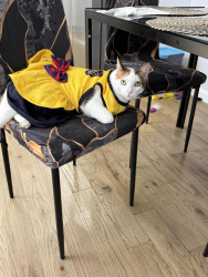 Reunited Female Cat last seen Hendrix and dumont, Brooklyn, NY 11207