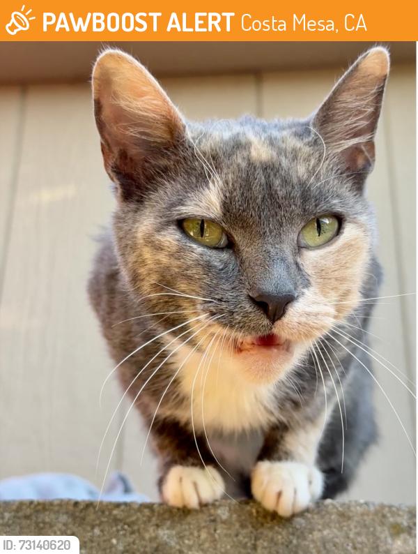 Found/Stray Female Cat last seen Harbor and Adams, Costa Mesa, CA 92626