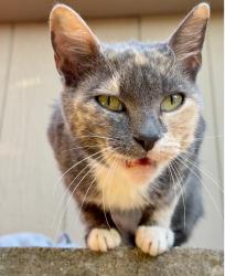 Found/Stray Female Cat last seen Harbor and Adams, Costa Mesa, CA 92626