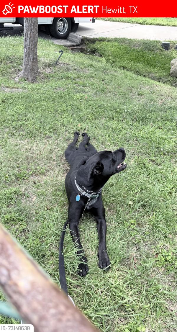 Lost Female Dog last seen Spring valley, Hewitt, TX 76643