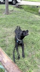 Lost Female Dog last seen Spring valley, Hewitt, TX 76643