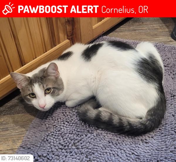 Lost Male Cat last seen 13th ave, Cornelius, OR 97113