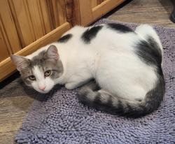 Lost Male Cat last seen 13th ave, Cornelius, OR 97113