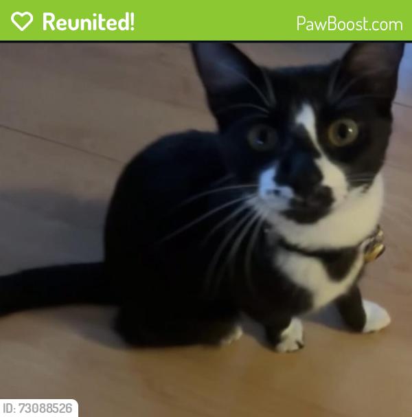 Reunited Female Cat last seen Alvin st, Mountain View, CA 94043, Mountain View, CA 94043