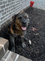 Found/Stray Male Dog last seen Bescher Chapel Rd Denton NC, Randolph County, NC 27205