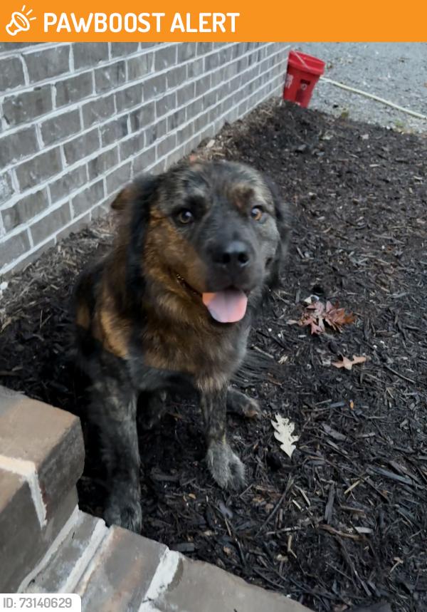 Found/Stray Male Dog last seen Bescher Chapel Rd Denton NC, Randolph County, NC 27205