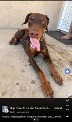 Reunited Male Dog last seen Near Burwood Rd, Victorville, CA 92394, USA, Victorville, CA 92394