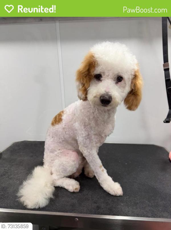 Reunited Male Dog last seen Denton country club, Argyle, TX 76226
