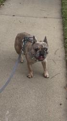 Reunited Male Dog last seen Victoria and Andruss pl, Montebello, CA 90640