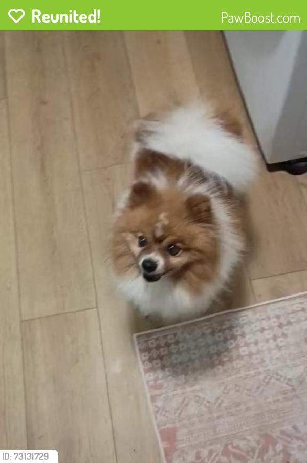 Reunited Male Dog last seen Marwood lane and heritage hill school, Cincinnati, OH 45246