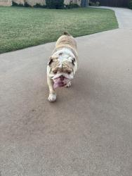 Reunited Male Dog last seen Mesa rd & Wabash st, Lubbock, TX 79403
