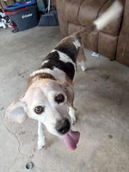 Found/Stray Female Dog last seen 104th and Huron, Northglenn, CO 80233