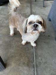 Reunited Unknown Dog last seen Larkstone and Laurinda Orange, Orange, CA 92869