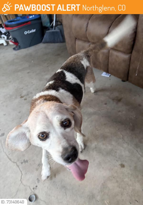 Found/Stray Female Dog last seen 104th and Huron, Northglenn, CO 80233