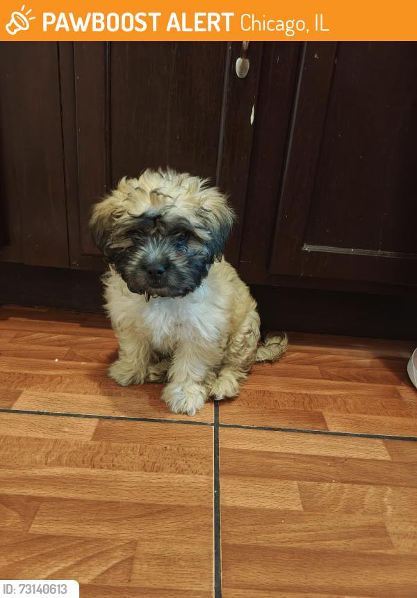 Found/Stray Male Dog last seen Monticello & Potomac, Chicago, IL 60651
