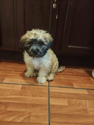 Found/Stray Male Dog last seen Monticello & Potomac, Chicago, IL 60651