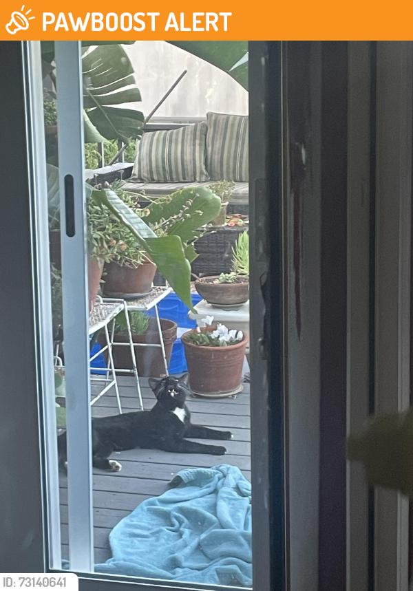 Found/Stray Unknown Cat last seen Loma Vista and Salisbury Rd, La Cañada Flintridge, CA 91011