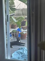 Found/Stray Unknown Cat last seen Loma Vista and Salisbury Rd, La Cañada Flintridge, CA 91011