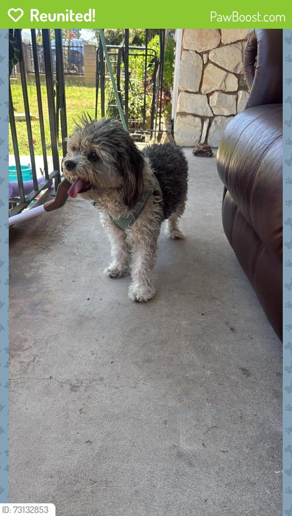 Reunited Female Dog last seen Beverly blvd and garfield, Montebello, CA 90640