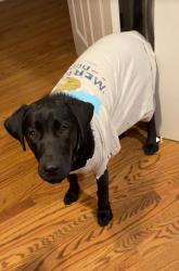 Reunited Female Dog last seen Old Knox Hey & Wildwood Rd, Maryville, TN 37804