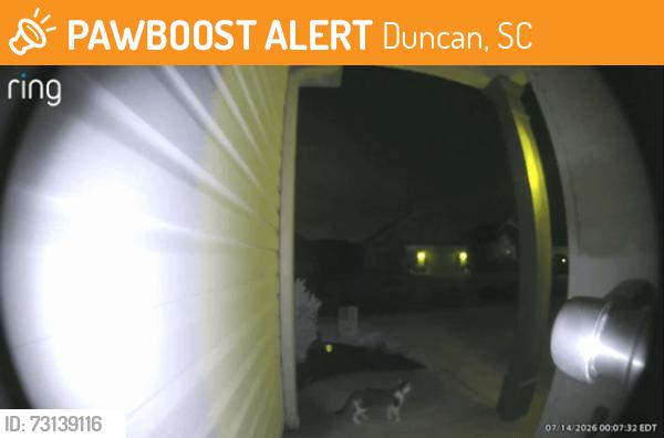 Found/Stray Unknown Cat last seen Myers Park Subdivision, Duncan, SC 29334