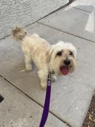 Reunited Male Dog last seen Valley and Craig, North Las Vegas, NV 89032