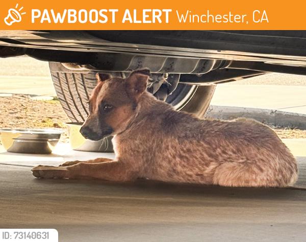 Found/Stray Female Dog last seen Tripointe Homes Outlook., Winchester, CA 92596