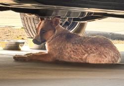 Found/Stray Female Dog last seen Tripointe Homes Outlook., Winchester, CA 92596
