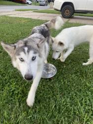 Found/Stray Unknown Dog last seen E 38th st & 129th park plaza east tulsa, Tulsa, OK 74146