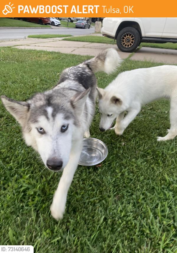 Found/Stray Unknown Dog last seen E 38th st & 129th park plaza east tulsa, Tulsa, OK 74146