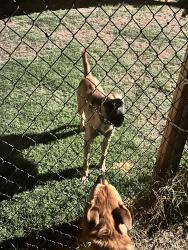 Found/Stray Male Dog last seen 32nd St and Indian School Rd, Phoenix, AZ 85028