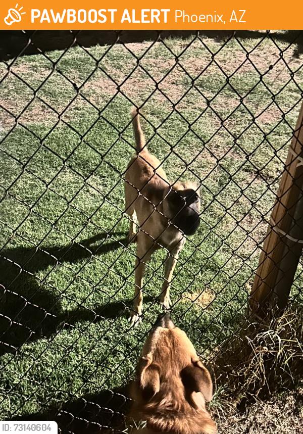 Found/Stray Male Dog last seen 32nd St and Indian School Rd, Phoenix, AZ 85028
